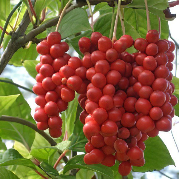 Schizandra Chinese