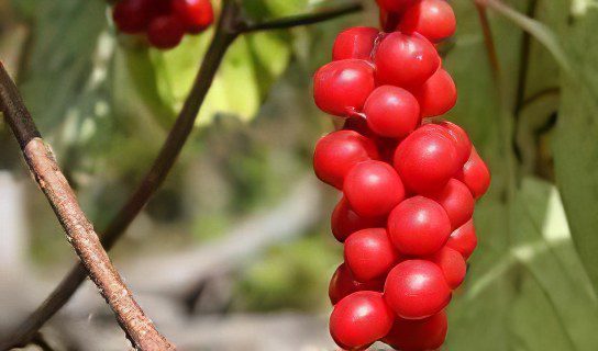 Schizandra Chinese