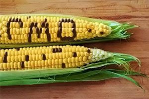 Scientific explanations about genetically modified foods