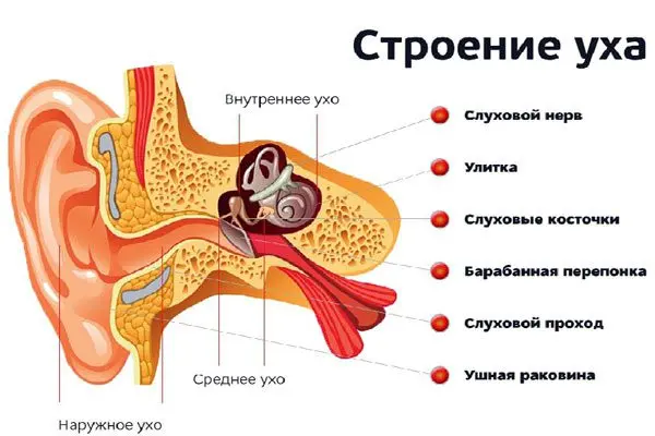 Shooting in the ear, what to do?