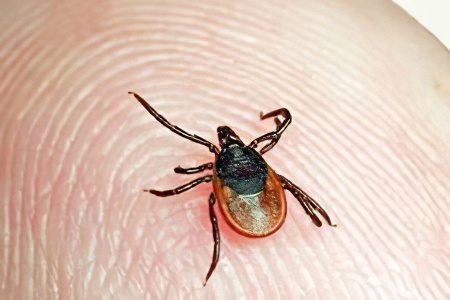 人类被蜱虫叮咬的迹象和症状，该怎么办？
