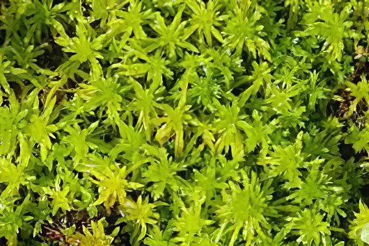 Sphagnum