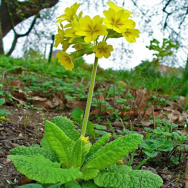 Spring primrose