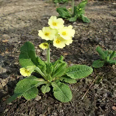 Spring primrose