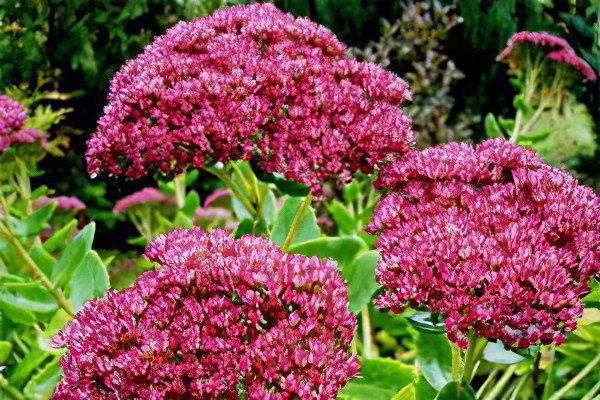 Stonecrop purple (skripun grass)