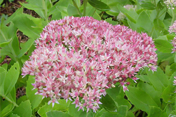 Stonecrop purple (skripun grass)