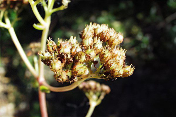 Stonecrop purple (skripun grass)