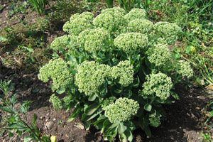 Stonecrop purple (skripun grass)