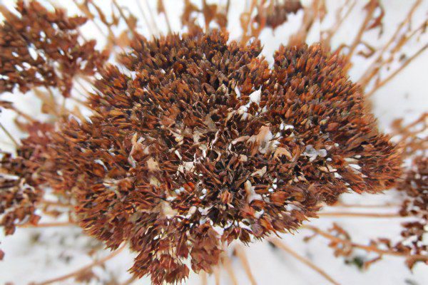 Stonecrop purple (skripun grass)