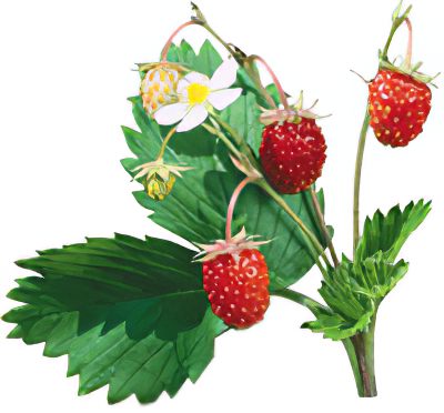 Strawberries: useful properties and recipes for use