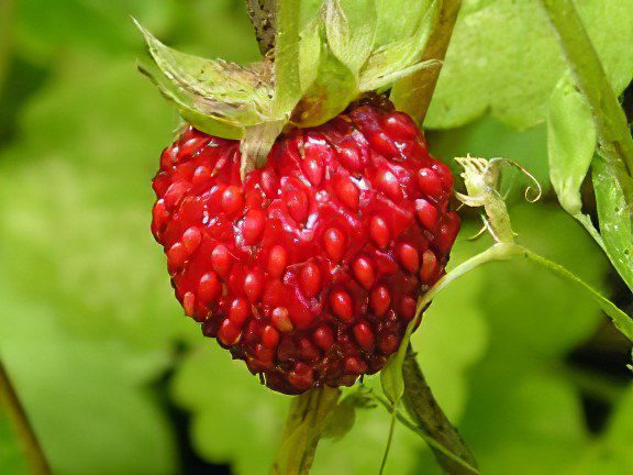 Strawberries: useful properties and recipes for use