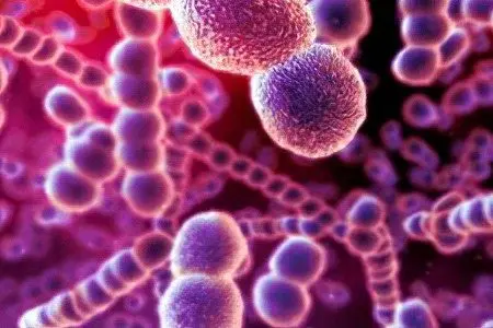 Streptococcus: causes of infection, diseases caused by it, treatment