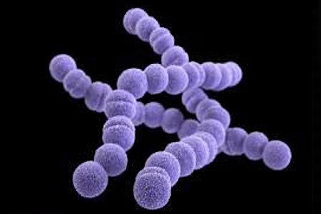 Streptococcus: causes of infection, diseases caused by it, treatment