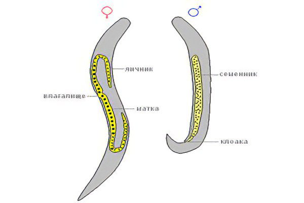 Structural features of human roundworm