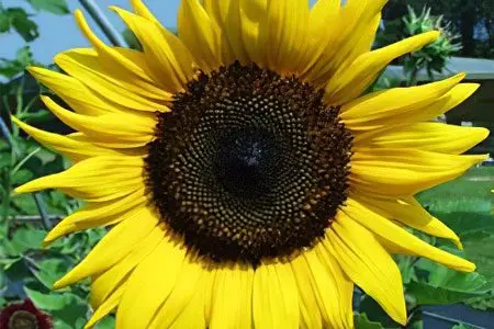 Sunflower seeds: benefits and harms to the body