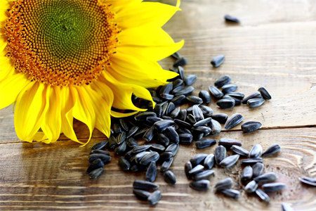 Sunflower seeds: benefits and harms to the body