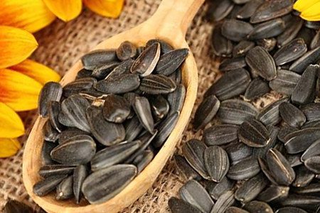 Sunflower seeds: benefits and harms to the body