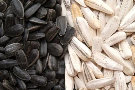 Sunflower seeds: benefits and harms to the body