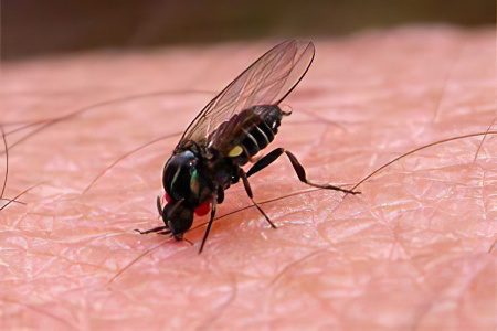 Símptomes, picor i inflor d'una picada de mosquit, com tractar-los?