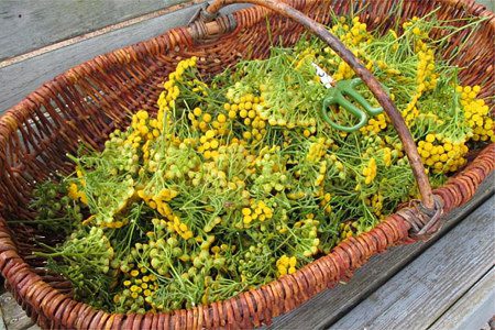 Tansy: benefits and harms, tansy treatment, cooking