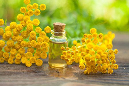 Tansy: benefits and harms, tansy treatment, cooking