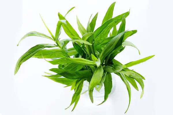 Tarragon