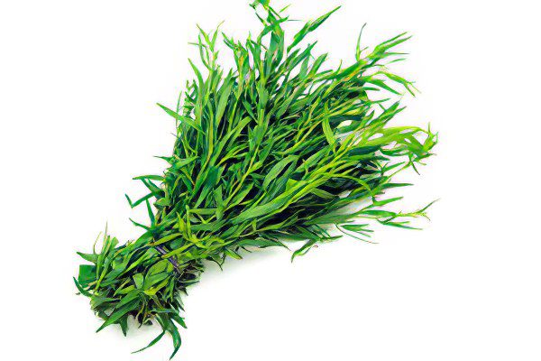 Tarragon: useful and medicinal properties, contraindications