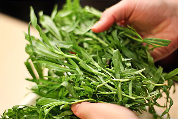 Tarragon: useful and medicinal properties, contraindications