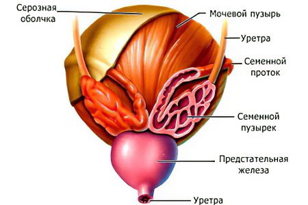 Testicular pain in men: causes and treatment