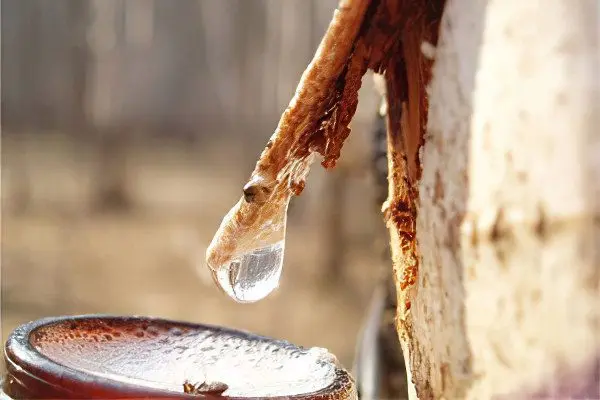 The benefits and harms of birch sap