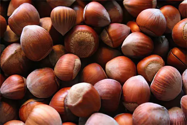 The benefits and harms of hazelnuts