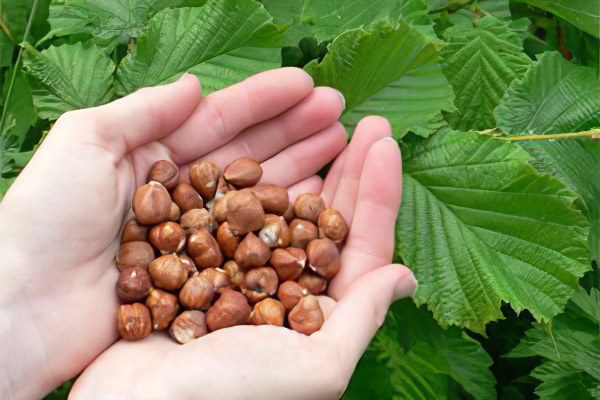 The benefits and harms of hazelnuts