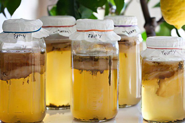 The benefits and harms of kombucha, how to grow it and how to care for it