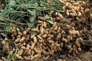 The benefits and harms of peanuts, and its calorie content
