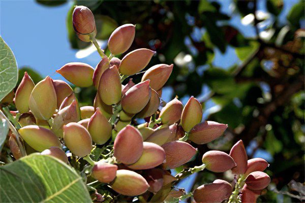 The benefits and harms of pistachios