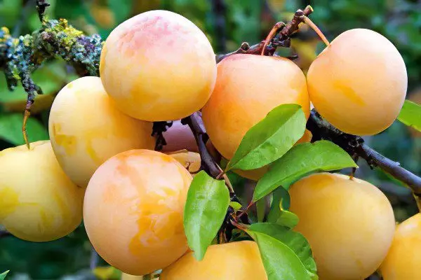 The benefits and harms of plums