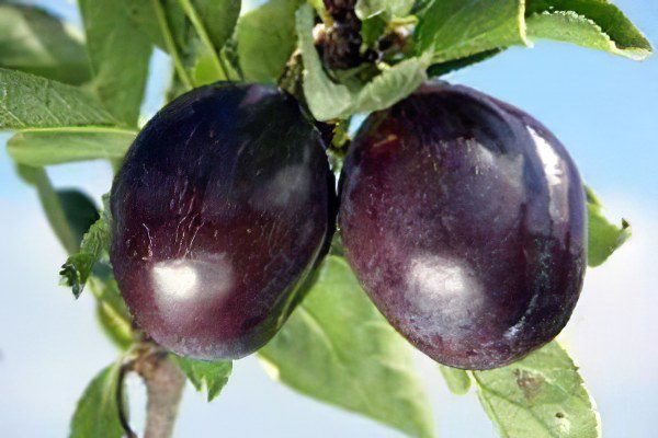 The benefits and harms of plums