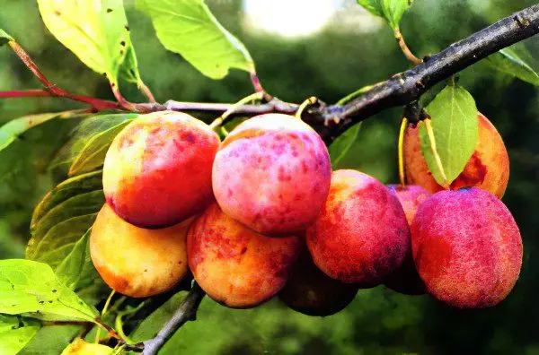 The benefits and harms of plums