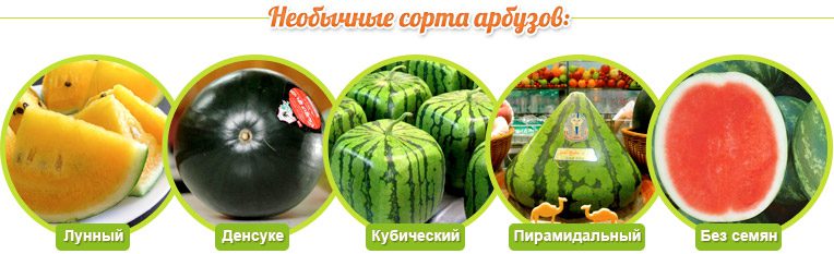 The benefits and harms of watermelon, how to grow watermelon in a greenhouse and open field?