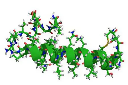 The hormone calcitonin