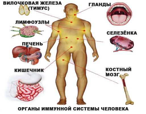 The immune system and organs of the immune system