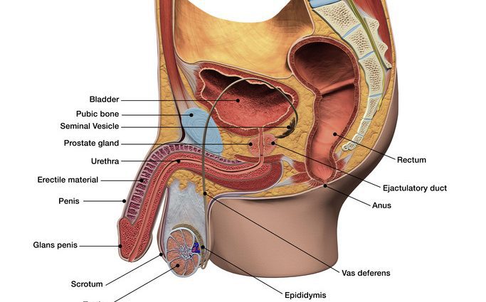 The role of the prostate in achieving an erection