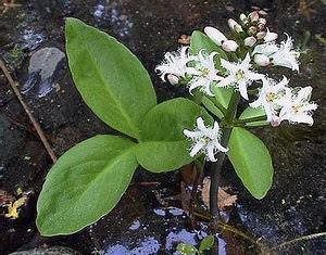 Three-leaf watch