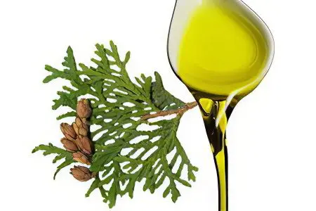 Thuja oil for adenoids