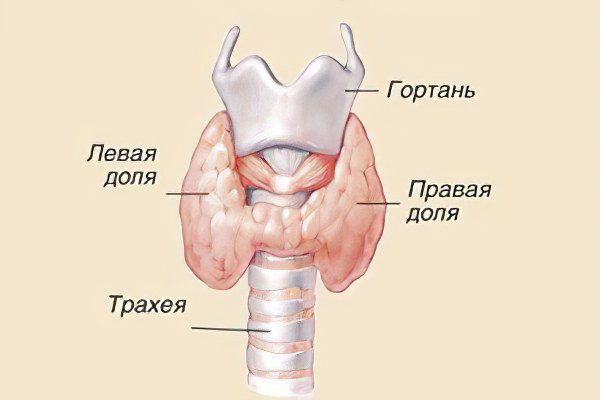 Thyroid diseases in men and women