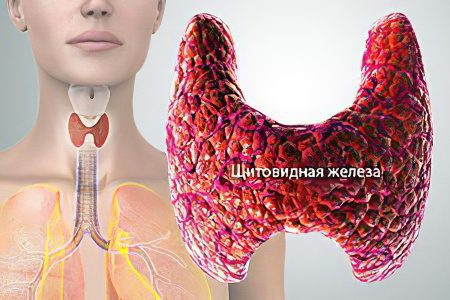 Thyroid function