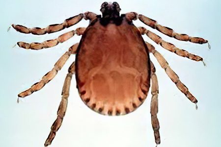 Tick-borne typhus