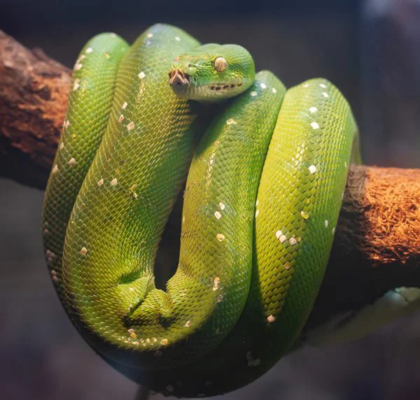 Dreams About Snakes: What Do They Mean?