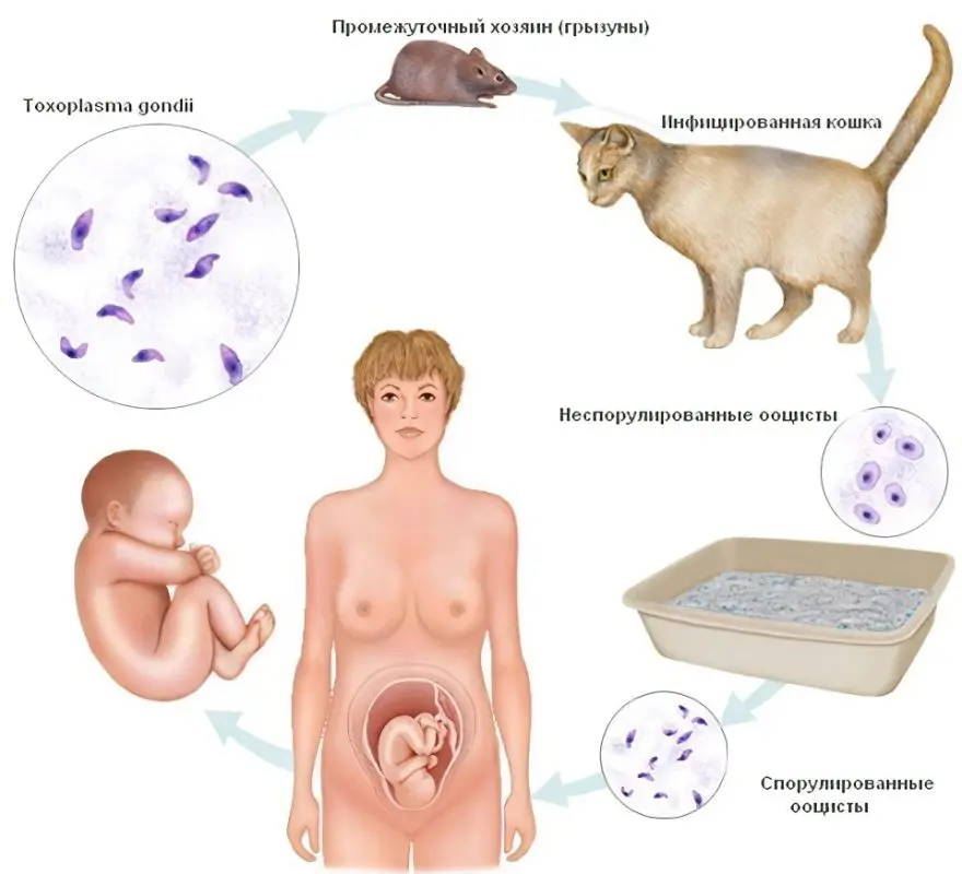 Toxoplasmosis - the first symptoms, diagnosis and treatment