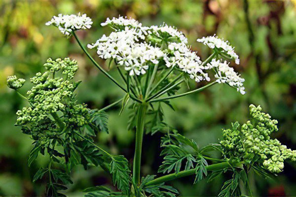 Treatment of cancer with hemlock according to the Tishchenko method